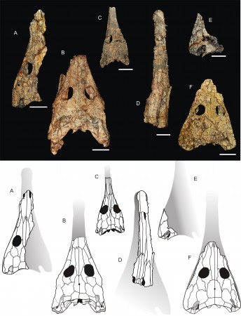Diferentes fósseis do <i>Australerpeton cosgriffi</i> encontrados no sítio geológico Serra do Cadeado. (imagens: Estevan Eltink)