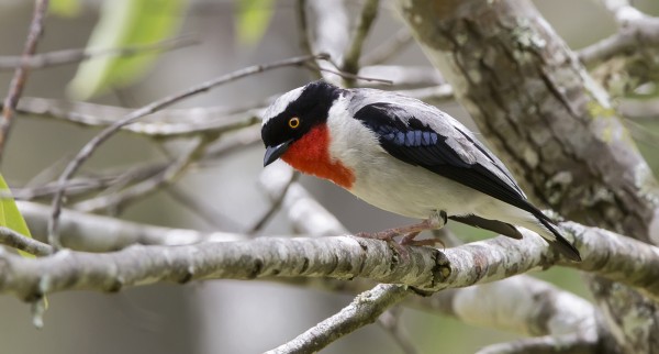 Saíra-apunhalada (<i>Nemosia rourei</i>): o nome popular, dramático, faz referência à mancha vermelha que o pássaro possui do bico até o peito, e que lembra sangue escorrendo de um ferimento. (foto: Gustavo Magnago)