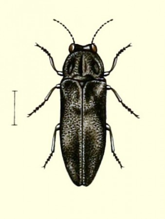 Os besouros do gênero <i>Aaaaba</i> são encontrados na Austrália. Este pertence à espécie <i>Aaaaba nodosus</i> (“nodoso”, em latim, possivelmente em referência à textura saliente do corpo). (ilustração: Charles Kerremans)