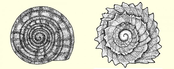 Os caramujos dos gêneros <i>Aaadonta</i> (esquerda) e <i>Zyzzyxdonta</i> (direita) são próximos evolutivamente, mas muito diferentes, como é possível observar ao comparar suas conchas. (ilustração: S. Peter Dance / Zoologische Mededelingen)