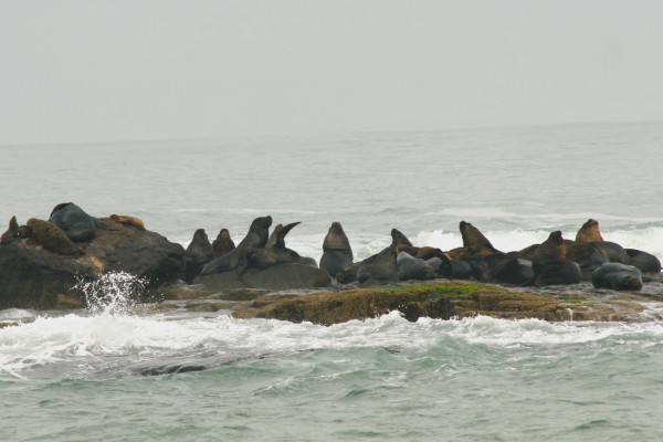 O Refúgio de Vida Silvestre Ilha dos Lobos é uma estreita laje rochosa próxima ao litoral norte do Rio Grande do Sul. Esta pequena ilha serve de área de descanso para indivíduos de lobo-marinho-do-sul (<i>Arctocephalus australis</i>) e leão-marinho-do-sul (<i>Otaria flavescens</i>) vindos da Patagônia, além de servir como ponto de passagem para golfinhos, baleias, aves e tartarugas marinhas. (foto: Lúcia Safi)