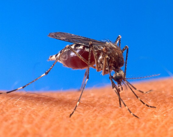 O vírus zika é transmitido pelo <i>Aedes aegypti</i>, o mesmo mosquito que transmite o vírus da dengue. (foto: US Department of Agriculture)
