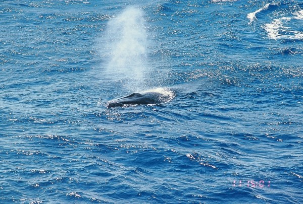 Alguém aí já teve a sorte de observar o 'chafariz' de uma baleia? (foto: GEMM Lagos)