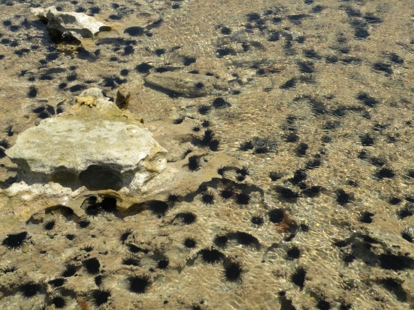 Mares de águas cristalinas são muito propícios para encontrarmos ouriços. Vejam quantos nestas águas quentes de uma praia de Alagoas. (foto: Ismar de Souza Carvalho)