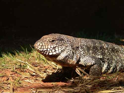 Experimento mostrou que os lagartos teiús são capazes de aumentar a temperatura do corpo na temporada reprodutiva. (foto: Glenn Tattersall)