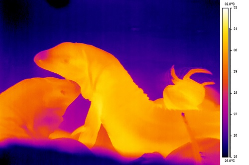 Durante o experimento, o calor produzido e perdido pelo corpo dos lagartos foi monitorado internamente, por implantes, e externamente, com a ajuda de câmeras com sensor de radiação na faixa do infravermelho. (foto: Glenn J. Tattersall) 