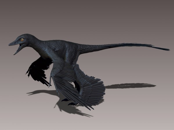 As longas penas do <i>Microraptor gui</i> já o ajudavam a planar pela floresta densa onde morava. (ilustração: David Krentz)