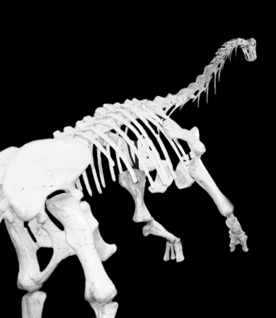 Este é <i>Uberabatitan ribeiroi</i>, um dinossauro que viveu no interior de Minas Gerais. Foram necessários muitos anos e um enorme esforço em sua escavação para que os ossos fossem escavados e montados. (foto: Ismar Carvalho)