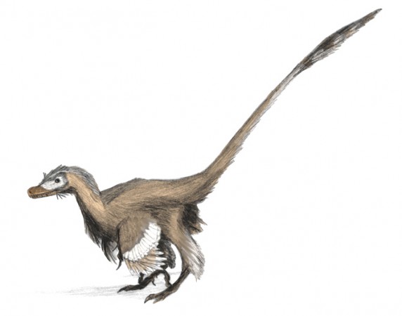Dinossauros como o velociraptor possuíam penas revestindo o corpo, mas não voavam. (ilustração: Matt Martyniuk / Wikimedia Commons / <a href=http://creativecommons.org/licenses/by/2.5>CC BY 2.5</a>)