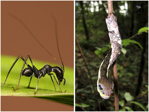 Animais miméticos são mestres da mentira. Por exemplo, um grilo que finge ser uma formiga (à esquerda) e uma lagarta que se passa por serpente. (fotos: Muhammad Mahdi Karim / Wikipedia e Henrique C. Costa)