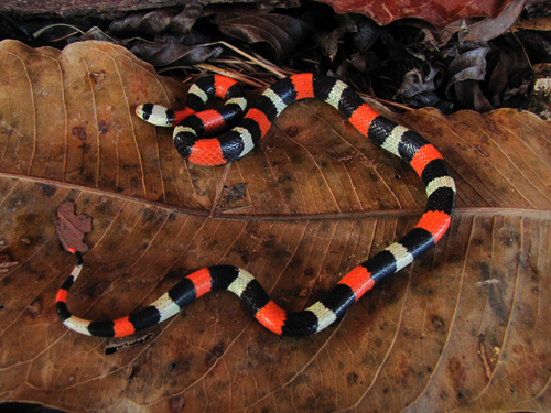 A espécie <i>Erythrolamprus aesculapii</i> habita tanto florestas quanto áreas abertas e seu alimento favorito são outras serpentes e lagartos de corpo alongado. (foto: Henrique C. Costa)