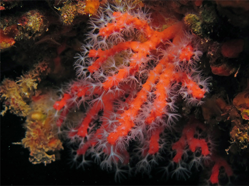 Você já se perguntou de onde vem o nome “cobra-coral”? Ele tem origem na semelhança do tom de vermelho de muitas dessas serpentes com o do coral-marinho da espécie <i>Corallium rubrum</i> (“coral rubro” em uma mistura de grego e latim), muito usado antigamente para confecção de joias.  (foto: Christophe Quintin / Flickr / CC BY-NC 2.0)
