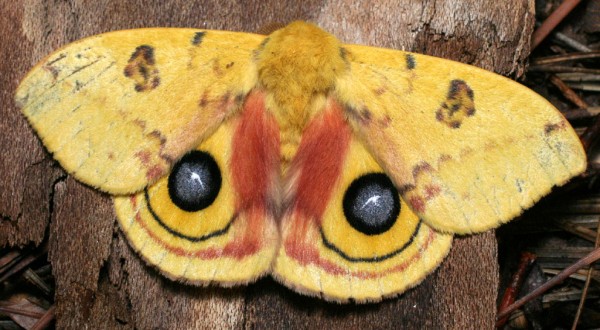 Nem toda mariposa é marrom ou preta. Veja as cores vibrantes desta espécie! (foto: Patrick Coin / CC BY-SA 2.5)