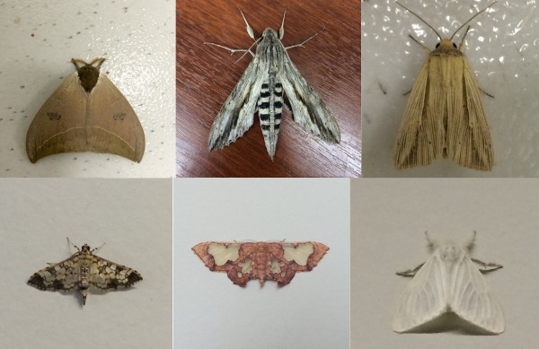 As mariposas têm tamanhos e formas muito variados. Observe alguns exemplos. (fotos: Isabela Oliveira) 