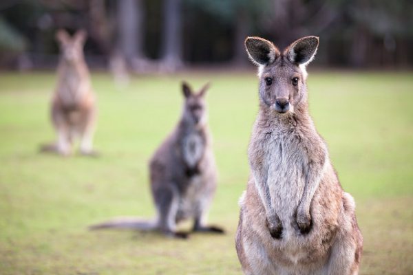 Cangurus vivem na Austrália, mas não no Brasil. Será que, se fossem capazes de atravessar o oceano, eles se adaptariam ao nosso país? (foto: Shane Lin / Flickr / CC BY-NC 2.0)