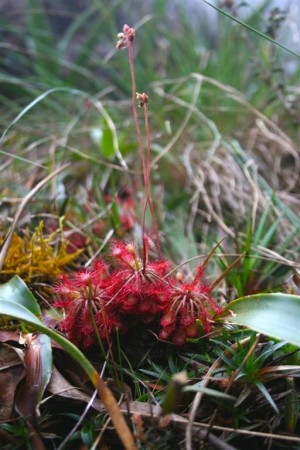 Entre as plantas que ocorrem no Parque Nacional do Monte Roraima estão diversas plantas carnívoras, como esta da espécie <i>Drosera roraimae</i>. (foto: Gérard Vigo / Wikimedia Commons / CC BY-SA 3.0)