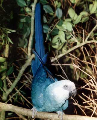 Muitas espécies têm nomes que remetem a uma característica física. Outras possuem nomes em homenagem a alguma pessoa. A ararinha-azul (<i>Cyanopsitta spixii</i>) tem um nome que faz as duas coisas: <i>Cyanopsitta</i> significa “papagaio azul-esverdeado” em grego, e <i>spixii</i> é uma homenagem ao naturalista Johann Baptist von Spix, que pesquisou a fauna brasileira no século 19.  (foto: Gloria Jafet / Fundação Parque Zoológico de São Paulo)