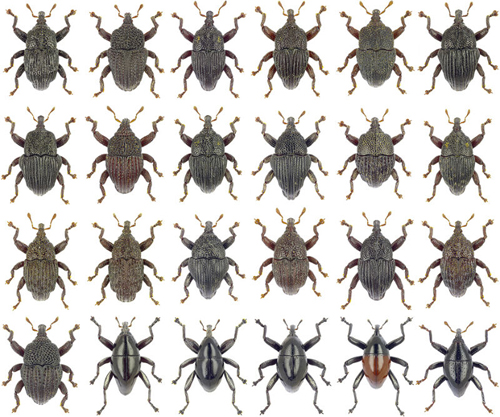 Os besouros do gênero <i>Trigonopterus</i> são bem pequenos: medem entre 1 e 6 milímetros apenas. São encontrados no sudeste da Ásia e na Oceania, e vivem principalmente em florestas. (foto: Zookeys / CC BY 3.0)