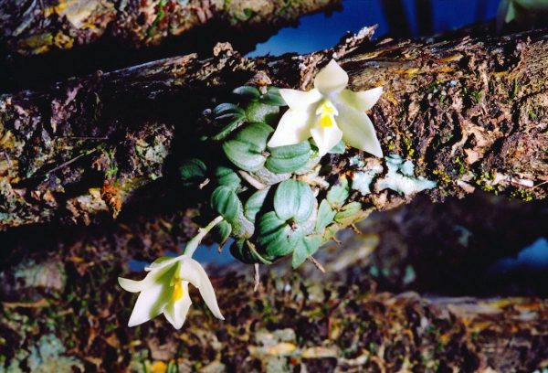 Uma das plantas endêmicas do Parque Nacional da Serra do Cipó é a pequena orquídea <i>Constantia cipoensis</i>, considerada criticamente ameaçada de extinção.  (foto: Luis Bar)