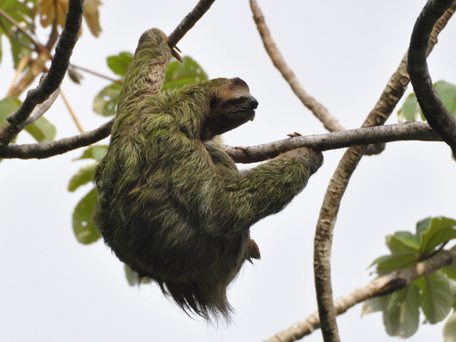 Os bichos-preguiça são mamíferos arborícolas, ou seja, que vivem em cima das árvores. Eles passam a maior parte do tempo pendurados, segurando-se com suas longas garras. Algas costumam crescer sobre seus pelos, dando-lhe uma coloração esverdeada e ajudando-os a se esconder de predadores. (foto: Amaury Laporte / Flickr / CC BY-NC 2.0)