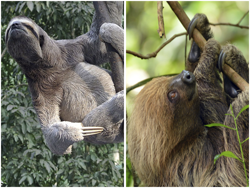 As preguiças atuais são classificadas em dois grupos: as preguiças-de-três-dedos (à esquerda) e as preguiças-de-dois-dedos. Todas elas têm hábitos parecidos, vivendo em árvores, movendo-se pouco e alimentando-se de folhas. (fotos: Dick Culbert / CC BY 2.0 e Harvey Barrison / CC BY-SA 2.0)
