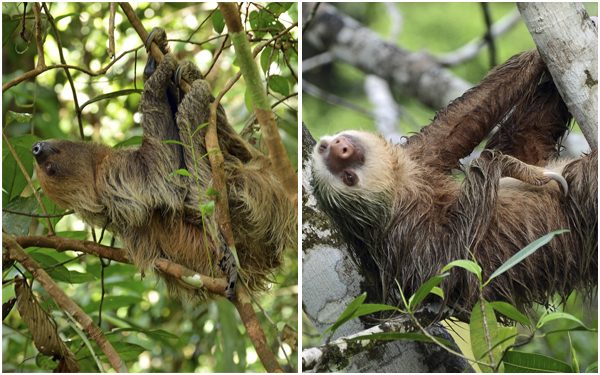 As preguiças-de-dois-dedos são também conhecidas como preguiças-reais. No Brasil, <i>Choloepus didactylus</i> (à esquerda) vive em quase toda a região amazônica, enquanto <i>C. hoffmanni</i> (à direita) é encontrada no Acre, Rondônia, oeste do Amazonas e norte do Mato Grosso. (fotos: Geoff Gallice / CC BY 2.0 e Harvey Barrison / CC BY-SA 2.0)