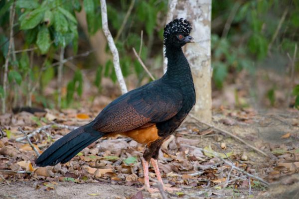 O mutum-do-sudeste (<i>Crax blumenbachii</i>) é uma ave ameaçada de extinção que felizmente encontra refúgio nos parques nacionais do sul da Bahia. (foto: Claudio Dias Timm / Flickr / CC BY-NC-SA 2.0)