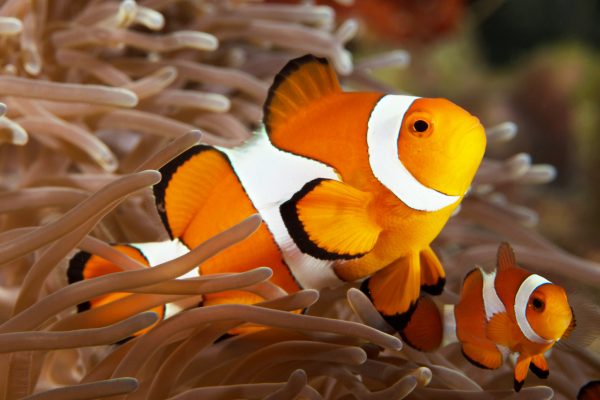 Nemo e Marlin, são vocês? Dois lindos peixes-palhaço (<i>Amphiprion percula</i>). (foto: João Paulo Krajewski)