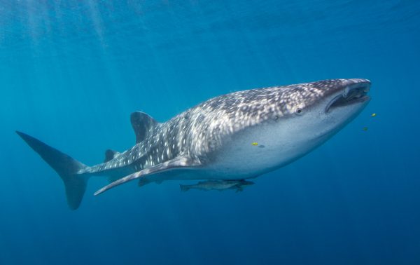 Tubarão-baleia (<i>Rhincodon typus</i>): um verdadeiro gigante gentil dos mares, assim como a simpática Destiny, do filme <i>Procurando Dory</i>. (foto: João Paulo Krajewski)
