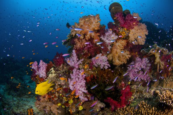 Um dos coloridos recifes de corais do Oceano Pacífico, onde moram Dory, Nemo e a sua turma de amigos. (foto: João Paulo Krajewski)