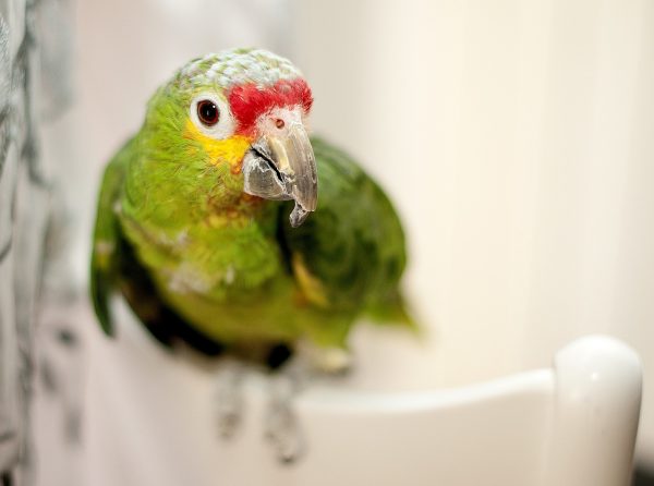 O vaidoso Loro, galante com sua plumagem verde, atraía a atenção de todos, inclusive das papagaias. (foto: Pixabay.com / Domínio Público)