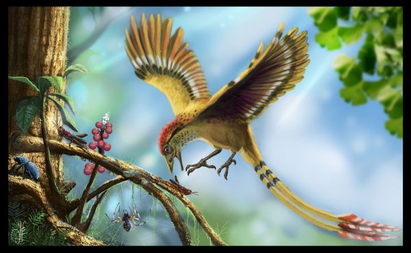 Esta é a reconstituição de <i>Cratoavis</i>. Veja como deve ter sido uma ave colorida e exuberante! (ilustração: Deverson Pepi)