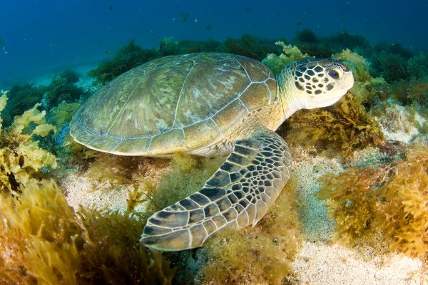 A tartaruga-verde (<i>Chelonia mydas</i>) é um dos famosos habitantes dos mares brasileiros. (foto: João Paulo Krajewski)