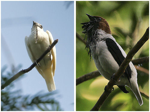 Outras duas espécies de arapongas ocorrem no Brasil. À esquerda, <i>Procnias albus</i> (“branco”, em latim”), conhecida como araponga-da-Amazônia. À direita, a araponga-do-nordeste, <i>Procnias averano</i> (variação do português “ave do verão”, nome dado porque no século 18, quando a espécie foi descrita, pensava-se que o macho só cantava no verão). (fotos: Wikimedia Commons)