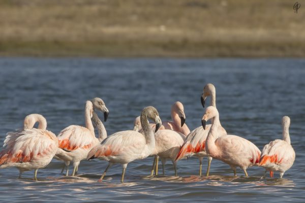 Os flamingos-chilenos (<i>Phoenicopterus chilensis</i>) são aves migratórias que vem da Patagônia para se alimentar na Lago do Peixe. Algas e pequenos crustáceos dos quais eles se alimentam são ricos em pigmentos chamados carotenoides, os responsáveis pela coloração rosada de suas penas. (Foto: Guilherme Porcher / Wikimedia Commons / CC BY-SA 4.0)