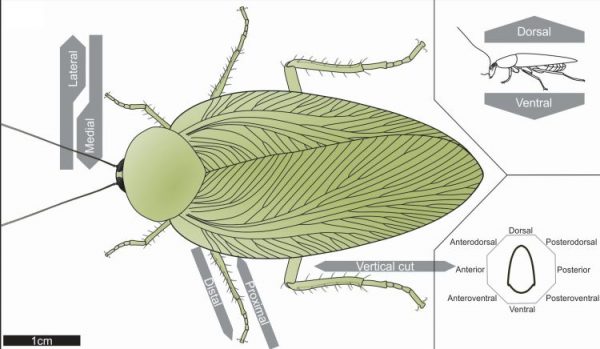 Ilustração detalha a espécie. (imagem: Ricetti et al)