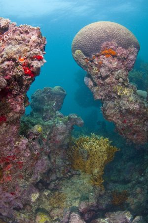 Os lindos corais-cérebro-de-Abrolhos (<i>Mussismilia brasiliensis</i>), que formam os chapeirões: recifes com formato de cogumelos gigantes! (foto: João Paulo Krajewski)