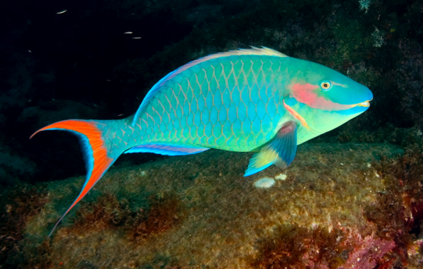 O simpático peixe-papagaio-do-recife (<i>Sparisoma amplum</i>) só vive no Brasil... (foto: João Paulo Krajewski)