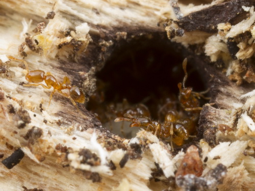 Nem toda formiga do gênero <i>Solenopsis</i> é uma lava-pé. Algumas espécies menores são conhecidas como “formigas-ladras”, pois montam seu ninho próximo ao de outras espécies, de onde roubam comida. (foto: Ricardo R. C. Solar)