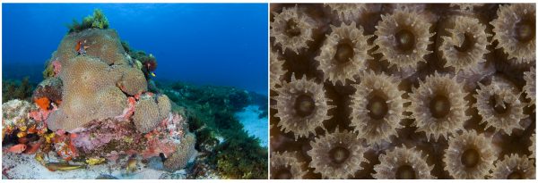 Uma colônia do coral <i>Montastrea cavernosa</i> em Fernando de Noronha (PE). Em detalhe, os pequenos pólipos que formam a colônia. (fotos: João Paulo Krajewski)