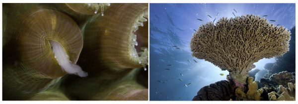 Os corais conseguem seu alimento capturando partículas e pequenos animais, como minhocas marinhas (à esquerda) ou a partir de alimento produzido pela fotossíntese de algas simbiontes, as zooxantelas. (fotos: João Paulo Krajewski)
