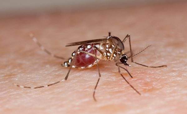 <i>Aedes aegypti</i>: transmissor da dengue, zika e chikungunya. (foto: US Department of Agriculture)