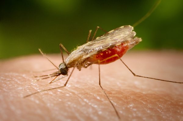 O <i>Anopheles darlingi</i> transmite o protozoário causador da malária. (foto: James Gathany/ CDC)