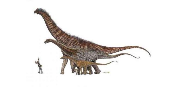 Vários dinossauros brasileiros, do menor para o maior: <i>Gondwanatitan faustoi</i> (8 metros), <i>Maxakalisaurus topai</i> (13 metros) e <i>Austroposeidon magnificus</i> (25 metros). (ilustração: Maurílio Oliveira/ Museu Nacional/ UFRJ)