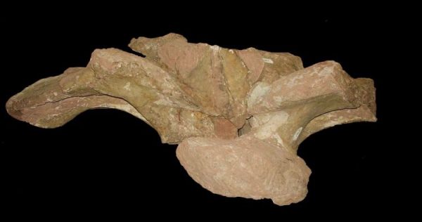 A descrição do novo dinossauro foi feita com base apenas em alguns ossos, como vértebras do dorso do animal. (foto: Kamila Bandeira)