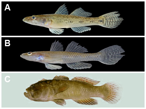 Glossogobius aureus (A), Glossogobius sparsipapillus (B), e Cristatogobius rubripectoralis (C), espécies descobertas pelo Imperador Akihito. (fotos: Dinh D. Tran, FiMSEA [A e B], Rick Winterbottom, http://fishesofaustralia.net.au [C] e Wikipedia [D])