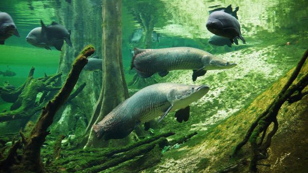 Nos igapós, muitos peixes encontram abrigo e alimento, como os enormes pirarucus. (foto: Alberto-g-rovi/ Wikimedia – CC BY-SA 3.0)