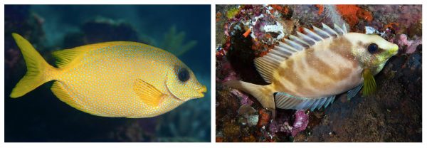 O peixe-coelho <i>Siganus corallinus</i> acordado durante o dia (à esquerda), e à noite (direita), quando dorme. Veja como ele se modifica ao relaxar para dormir. (fotos: João Paulo Krajewski)