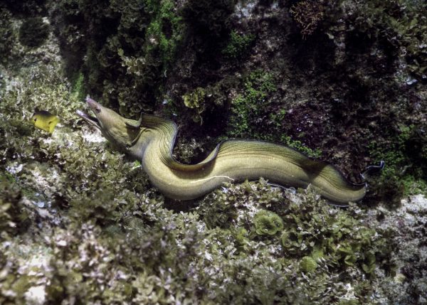 Dentes pontiagudos e corpo de serpente: as moreias, como essa <i>Gymnothorax vicinus</i>, estão entre os principais predadores noturnos dos animais marinhos. (foto: João Paulo Krajewski)