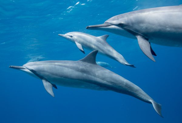 Os golfinhos, como os da espécie rotador (<i>Stenella longirostris</i>) descansam apenas metade do cérebro enquanto dormem. A outra metade permanece alerta e garante que eles nadem à superfície para respirar mesmo durante o sono. (foto: João Paulo Krajewski)